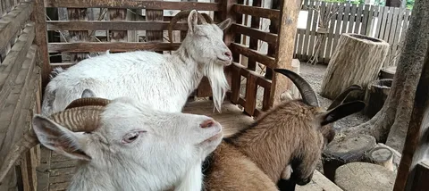 モフモフ毛並み、３匹のヤギ