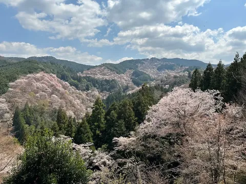春爛漫の千本桜
