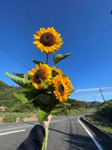 向日葵と続く青い道