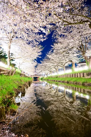 水面まで本気の夜桜