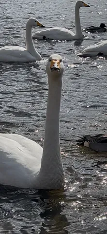 真っ直ぐな瞳の白鳥