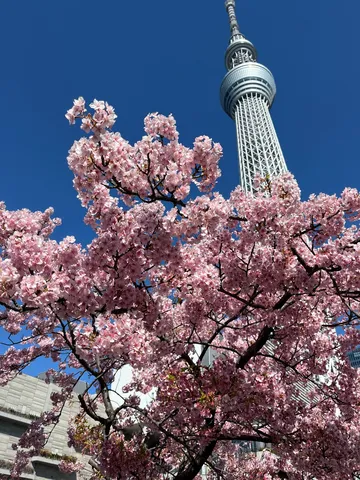 桜雲を突く白い塔