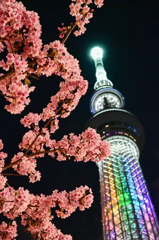 桜とタワー、映えの競演
