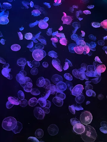 紫と青の光に包まれるクラゲたち