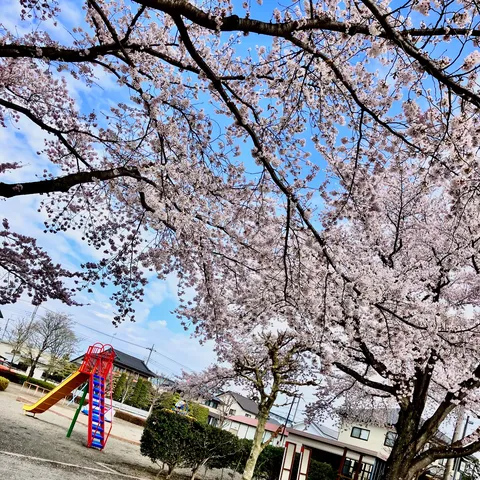 青空と桜、遊具の上の春