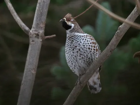 枝にとまる自然の芸術