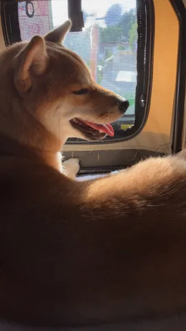 車窓で微笑む柴犬