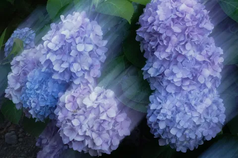 淡く幻想的な紫陽花の夢