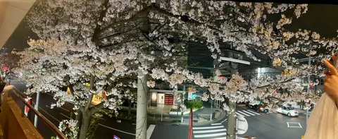 夜の街に咲く桜影
