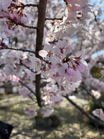 春の陽光と桜
