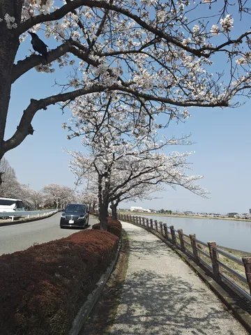 青春の桜