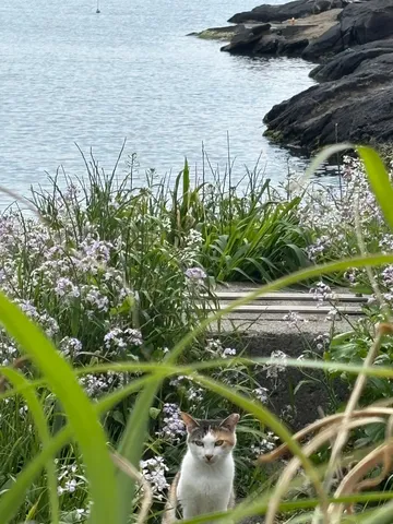 花に囲まれ、見つめる猫