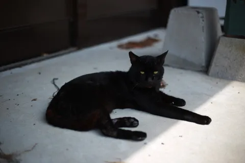 昼下がりの黒猫と陰影