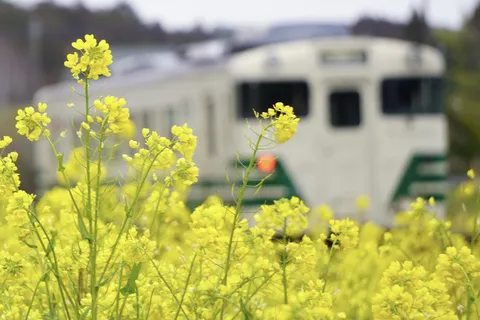 菜の花越しの列車