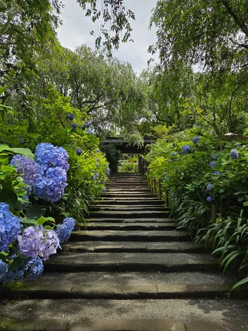 紫陽花に誘われ、石段を登る