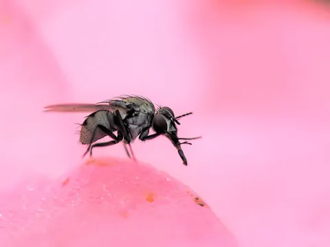 ピンクの上をひらり飛ぶ虫