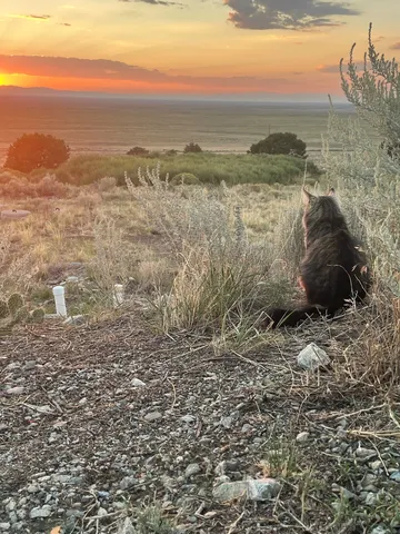 夕暮れの丘に佇む猫