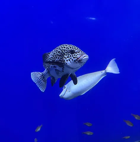 深海に佇む、不思議な魚たち