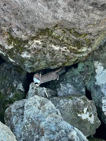 岩陰の小さな旅人