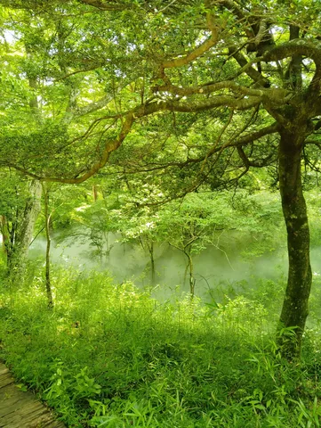 森と水霧の静寂