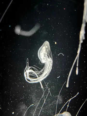 暗闇に浮かぶ幻想的な生命