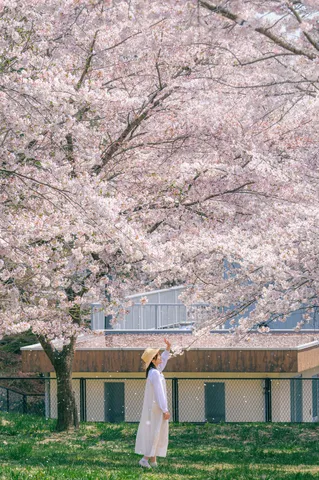 桜舞う、春の陽だまり