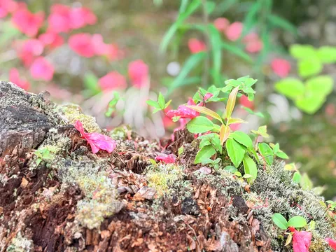 古木の精、新芽を抱く