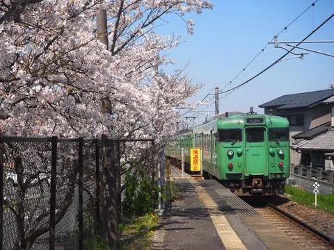 桜の向こうを走る緑