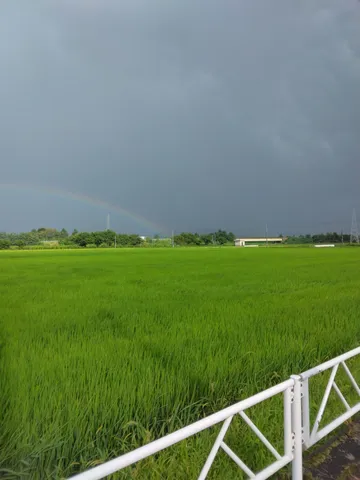雨上がりの田園に虹がかかる