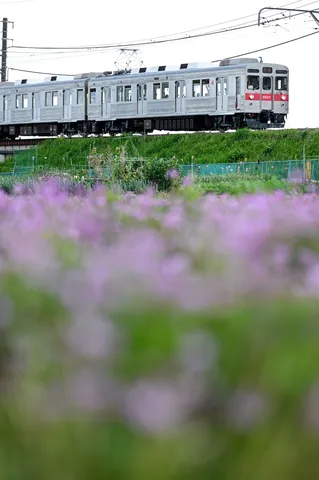 春色を駆け抜ける電車