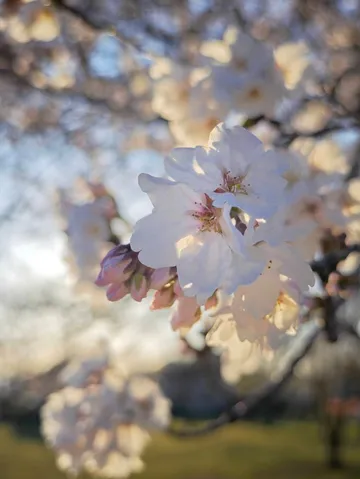 光と戯れる桜の淡い息吹