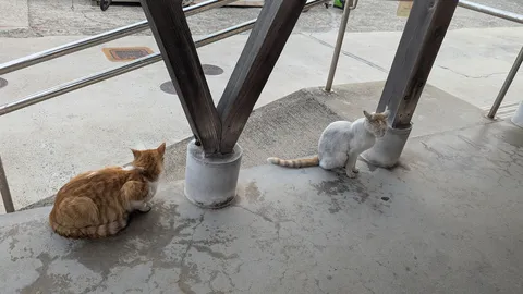 二匹の猫、それぞれの時間