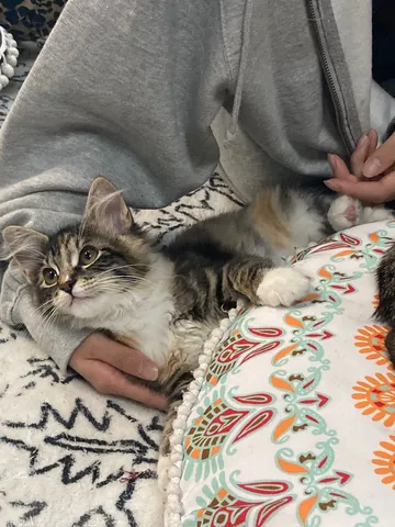 ふわふわ猫の癒やし時間