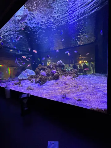 青い光と魚たちの静かな時間