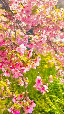 春の陽にきらめく桜