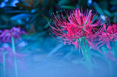 赤と青が揺れる花景
