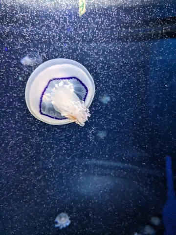 泡まみれの宇宙クラゲ