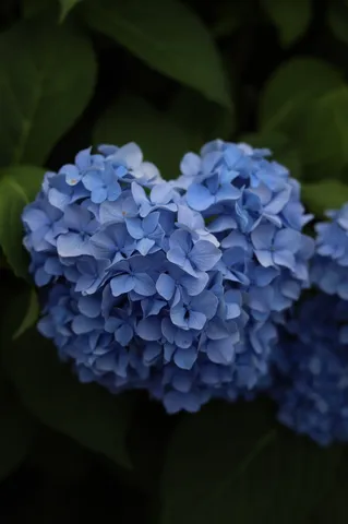 青い紫陽花、神秘的な輝き
