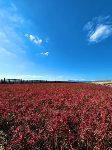 秋色に染まる大地と青い空