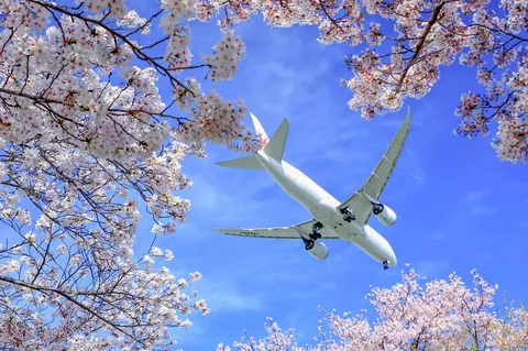 桜越しに見上げる翼