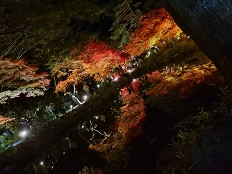 幻想的な秋の夜の彩り