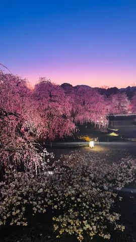 夕暮れの桜と灯りの宴