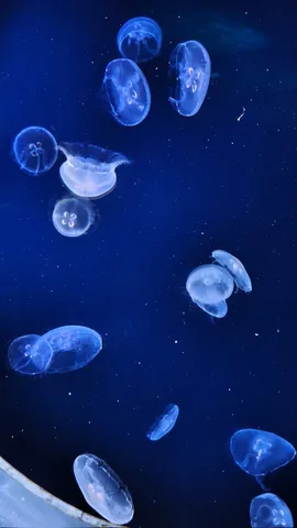 くらげたちの宇宙遊泳