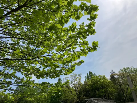 新緑の空、生命の息吹