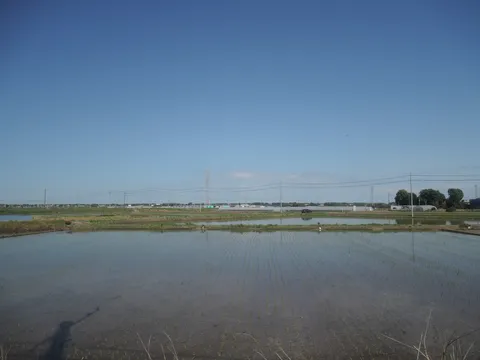 静かな水田と遥かな空