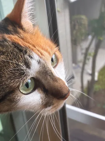 窓辺を見つめる猫の眼