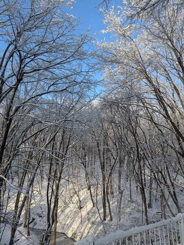 雪化粧の静寂、木漏れ日のコントラスト