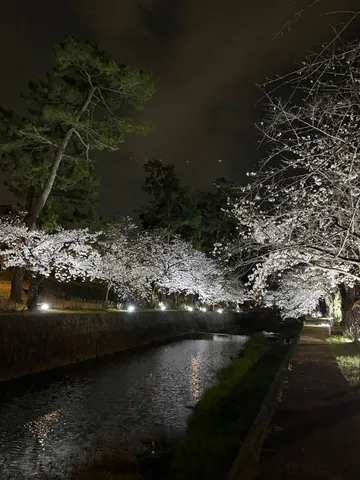 夜の運河に咲き誇る白き花々