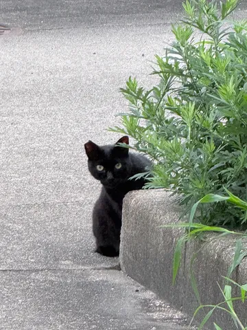 垣根から覗く黒猫の視線