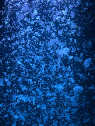 青い光のクラゲの海